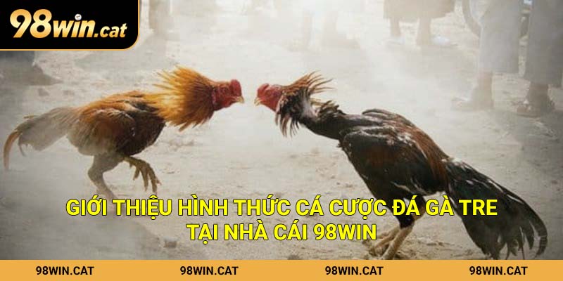 Giới thiệu hình thức cá cược đá gà tre tại nhà cái 98Win