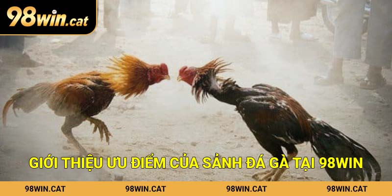 Giới thiệu ưu điểm của sảnh đá gà tại 98Win
